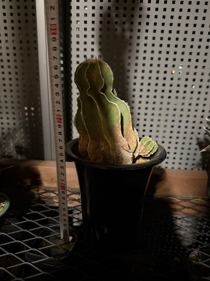 アズテキウム　ヒントニー　国内実生　大株