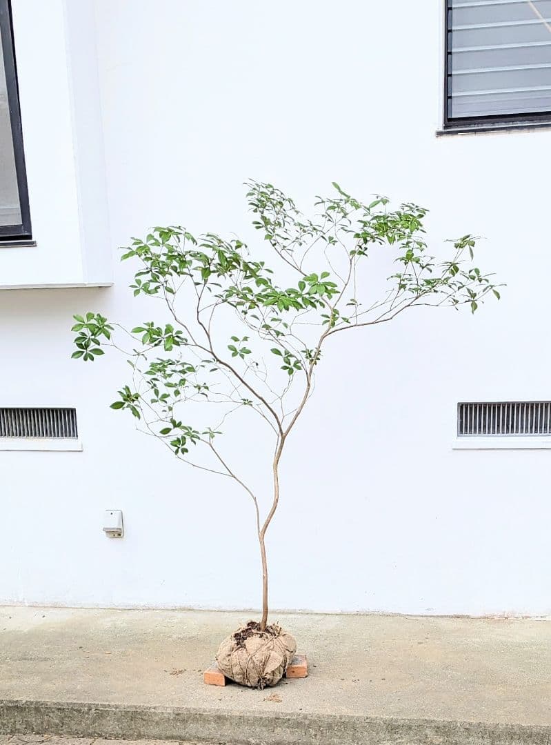 秀。山採りアセビ。