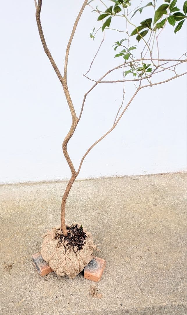 秀。山採りアセビ。