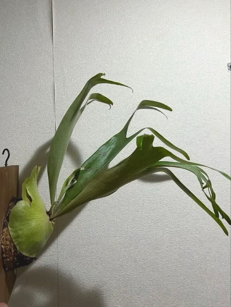 ビカクシダ ムルフォード　壁掛け用 観葉植物