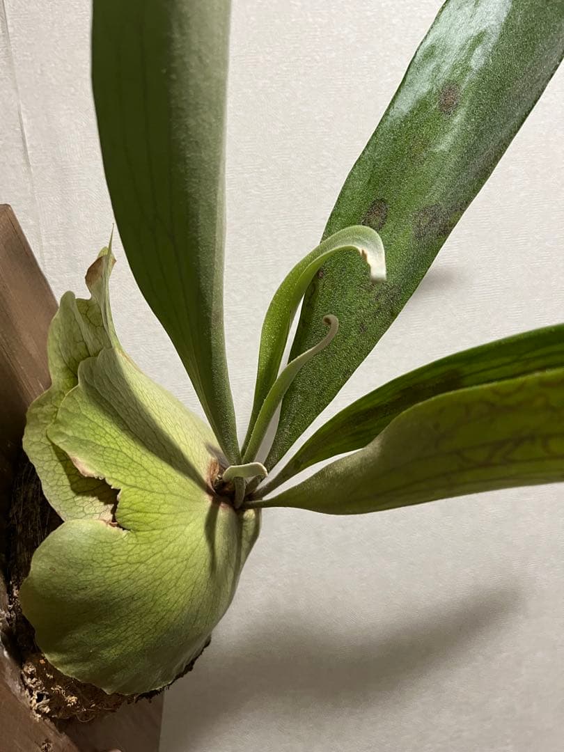 ビカクシダ ムルフォード　壁掛け用 観葉植物