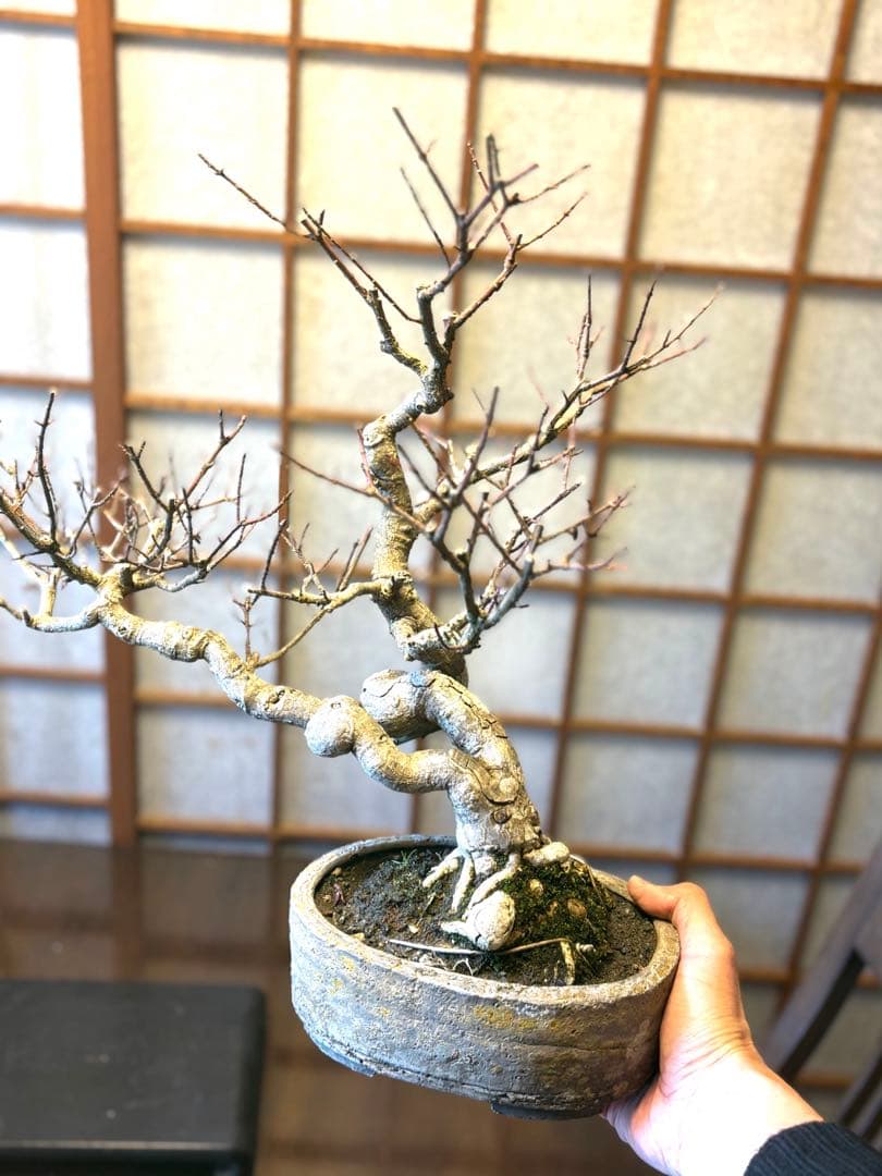マユミ盆栽❗️真弓盆栽！古木❗️毎年実が沢山なります！鉢は作家物、一点物。雑木盆栽