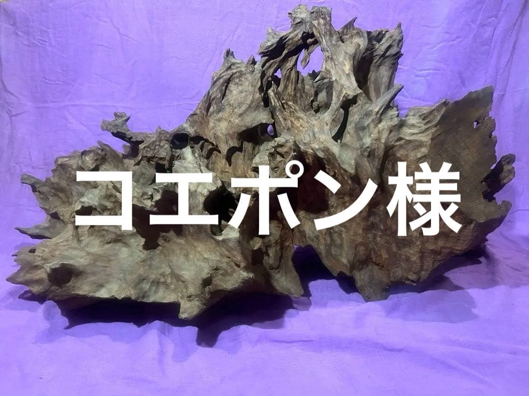 コエポン様　流木 自然形状　約80×50×47