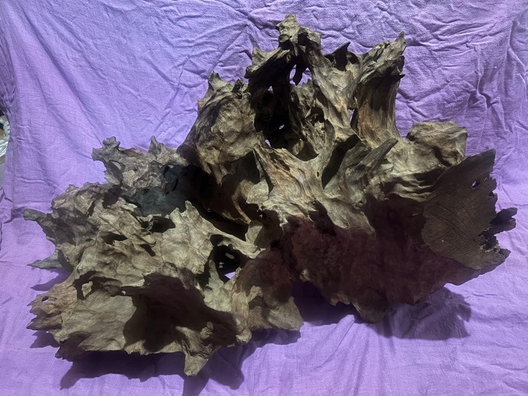 コエポン様　流木 自然形状　約80×50×47