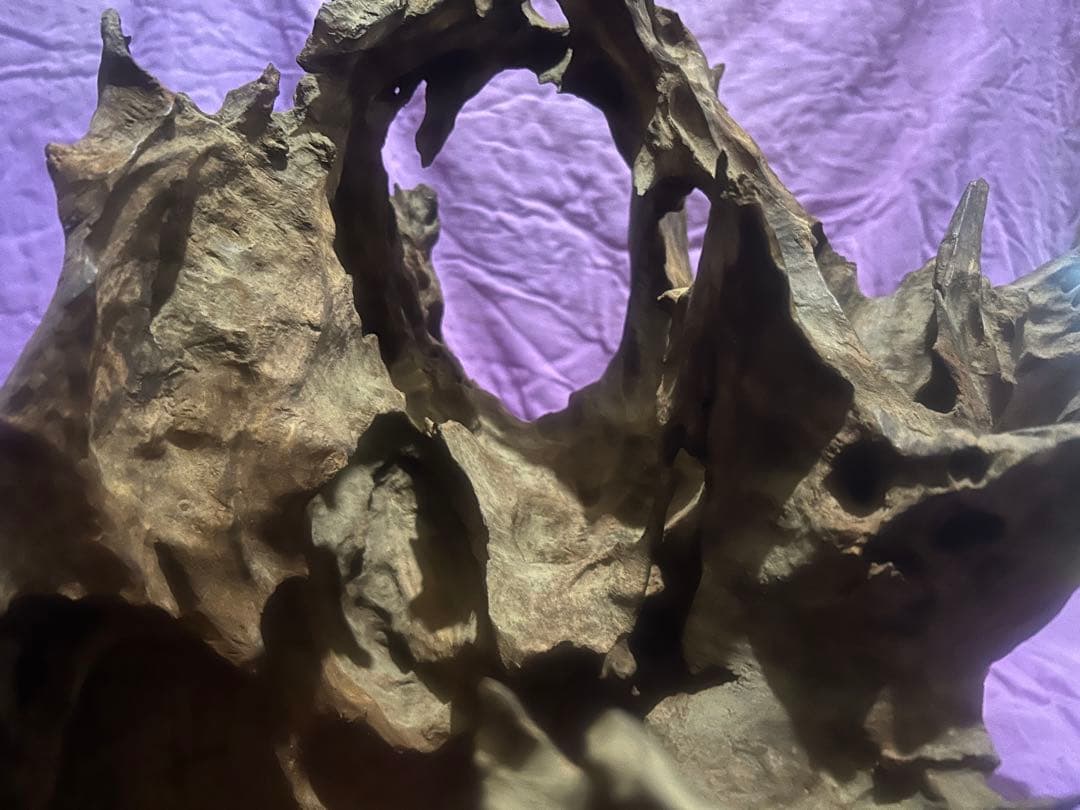 コエポン様　流木 自然形状　約80×50×47