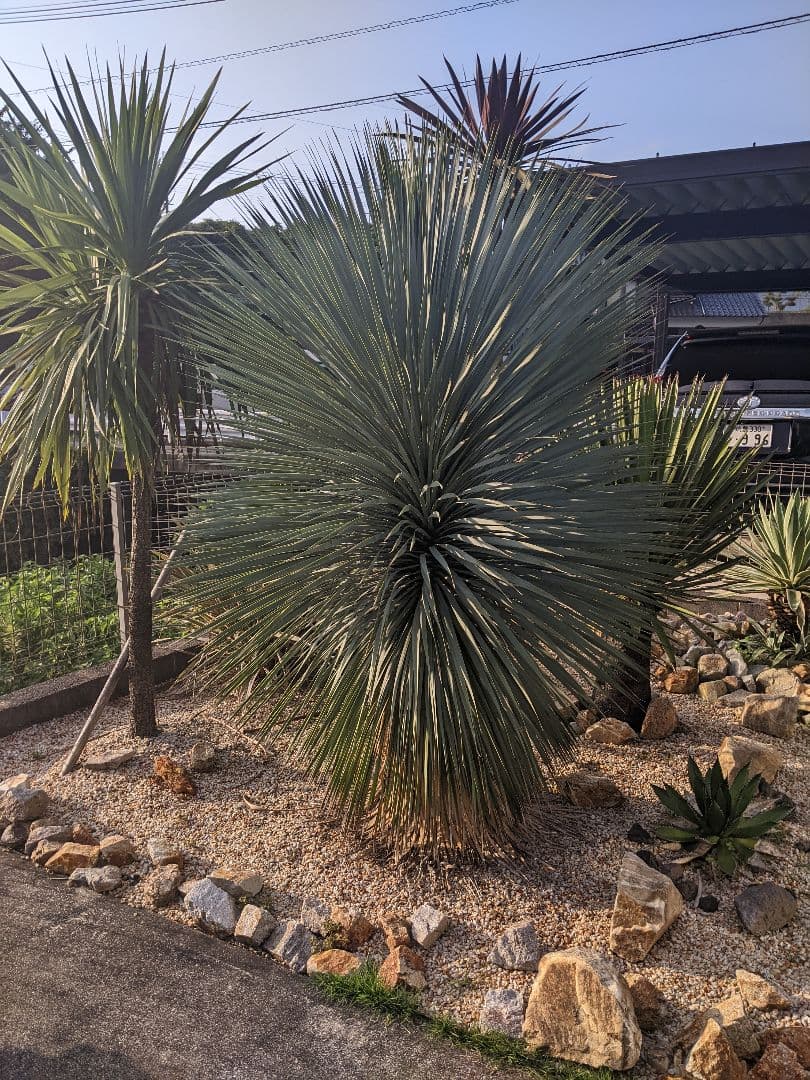 ユッカ　ロストラータ超大型　ファクソニアーナとセット売り