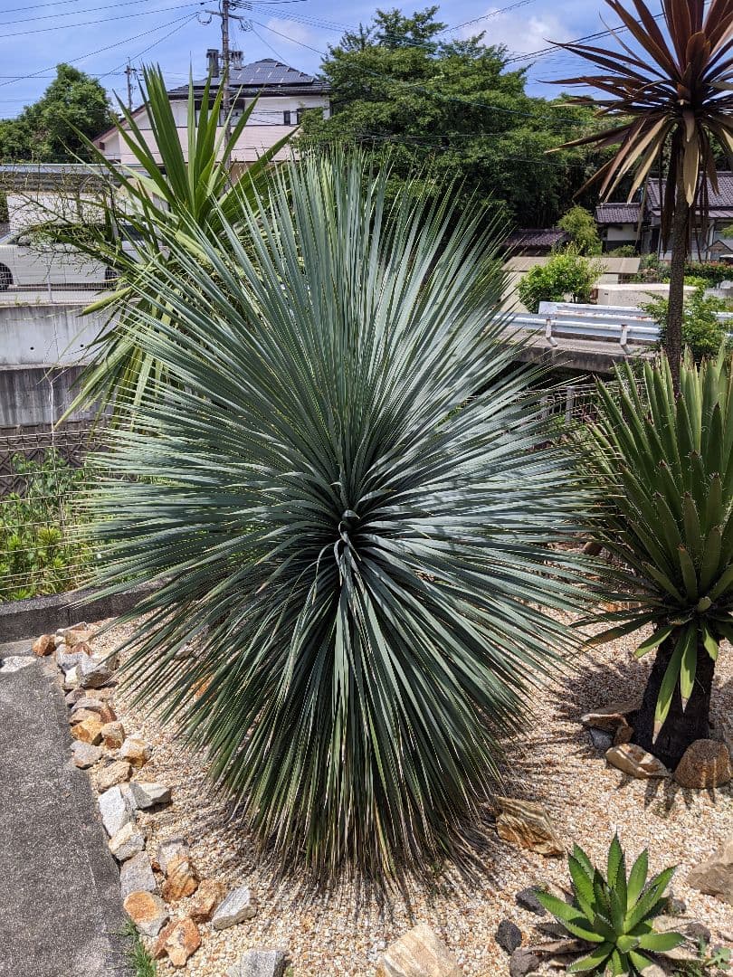 ユッカ　ロストラータ超大型　ファクソニアーナとセット売り