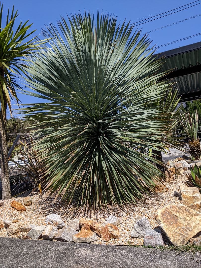 ユッカ　ロストラータ超大型　ファクソニアーナとセット売り