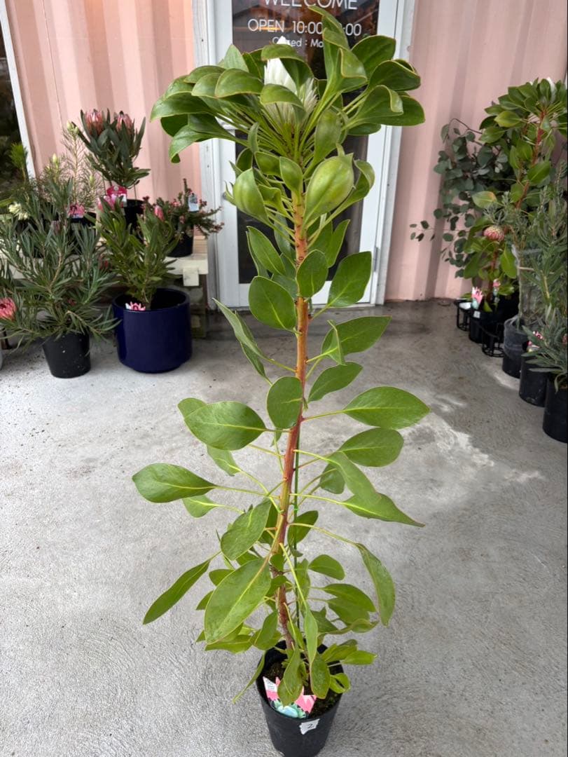 プロテア　アークティックアイス　希少　2