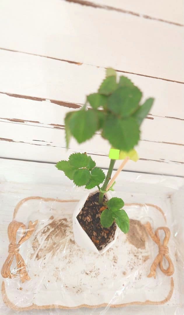 レア❀専用❀　2450円 バラ　苗　切り花品種　スミ