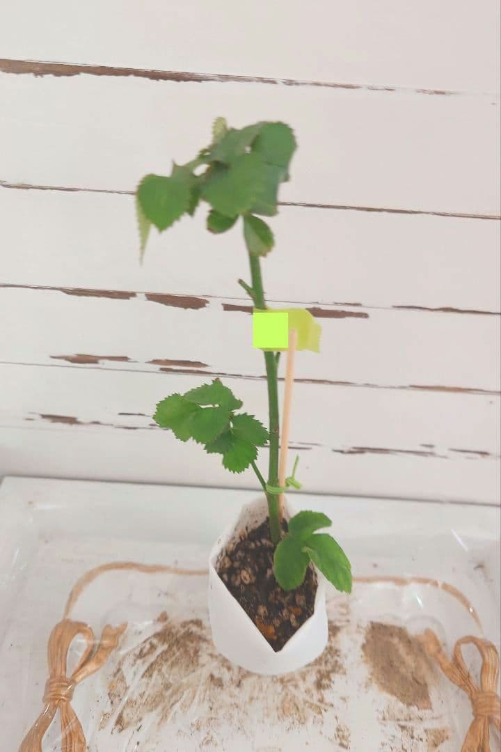 レア❀専用❀　2450円 バラ　苗　切り花品種　スミ