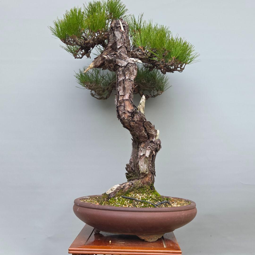赤松　[捻幹模様木]　大品盆栽