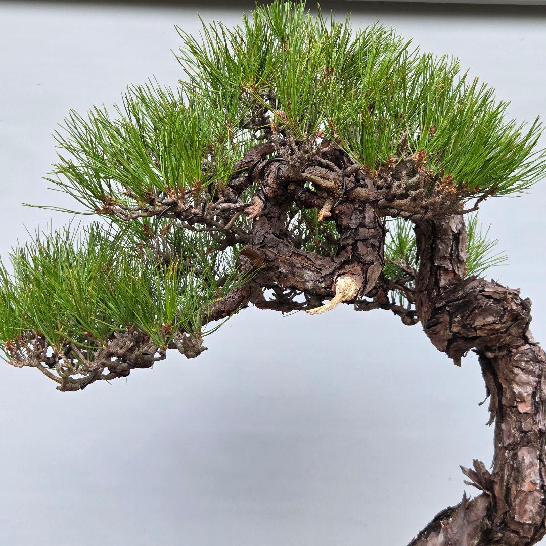 赤松　[捻幹模様木]　大品盆栽
