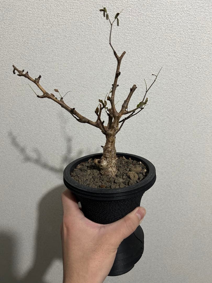 センナメリディオナリス