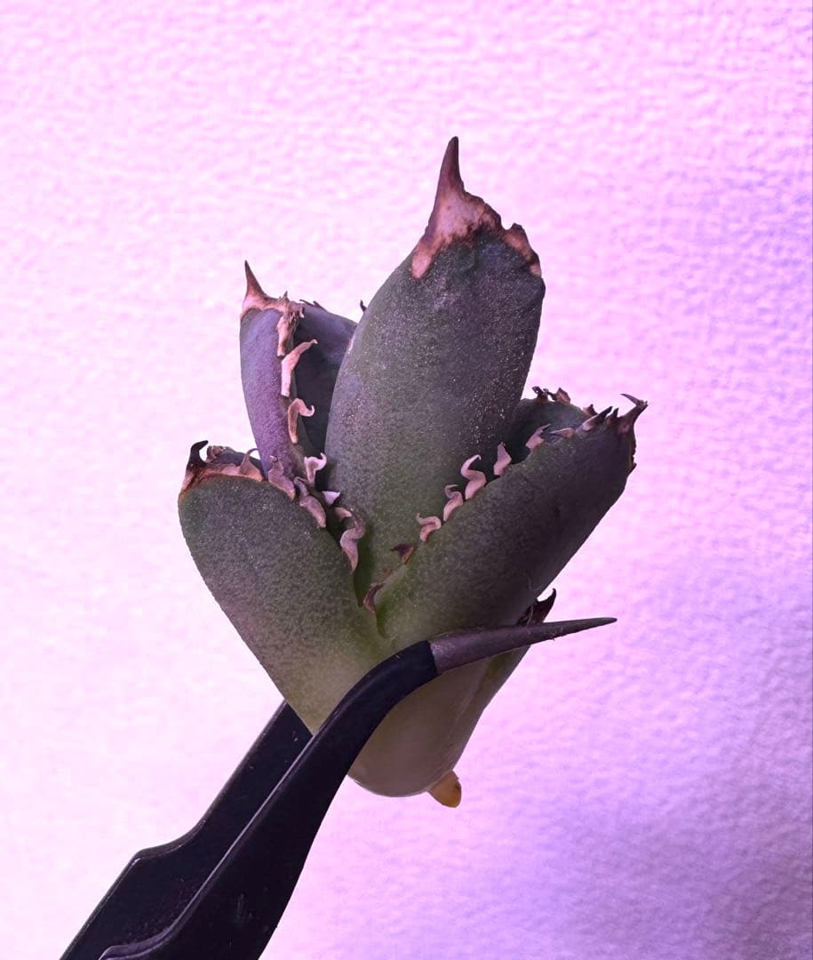 アガベ　cj special NS4 ホオジロザメ　大白鯊