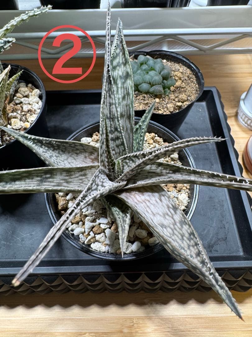 ※購入不可 確認用 アロエハイブリッド