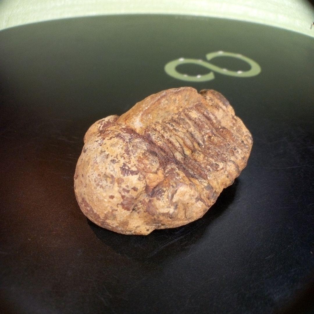 三葉虫　化石　fossil　ボリビア産　trilobite　ノジュール判別②
