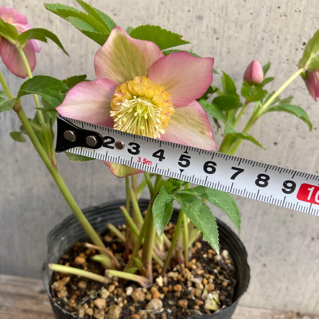 クリスマスローズ５　開花株　4.5寸ポット苗 　認定モーリー