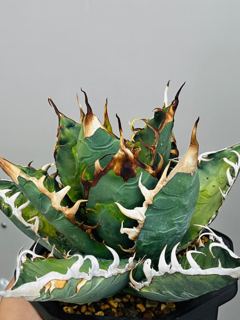 AGAVE A.TITANOTA EU GODZILLA 胴切りの天