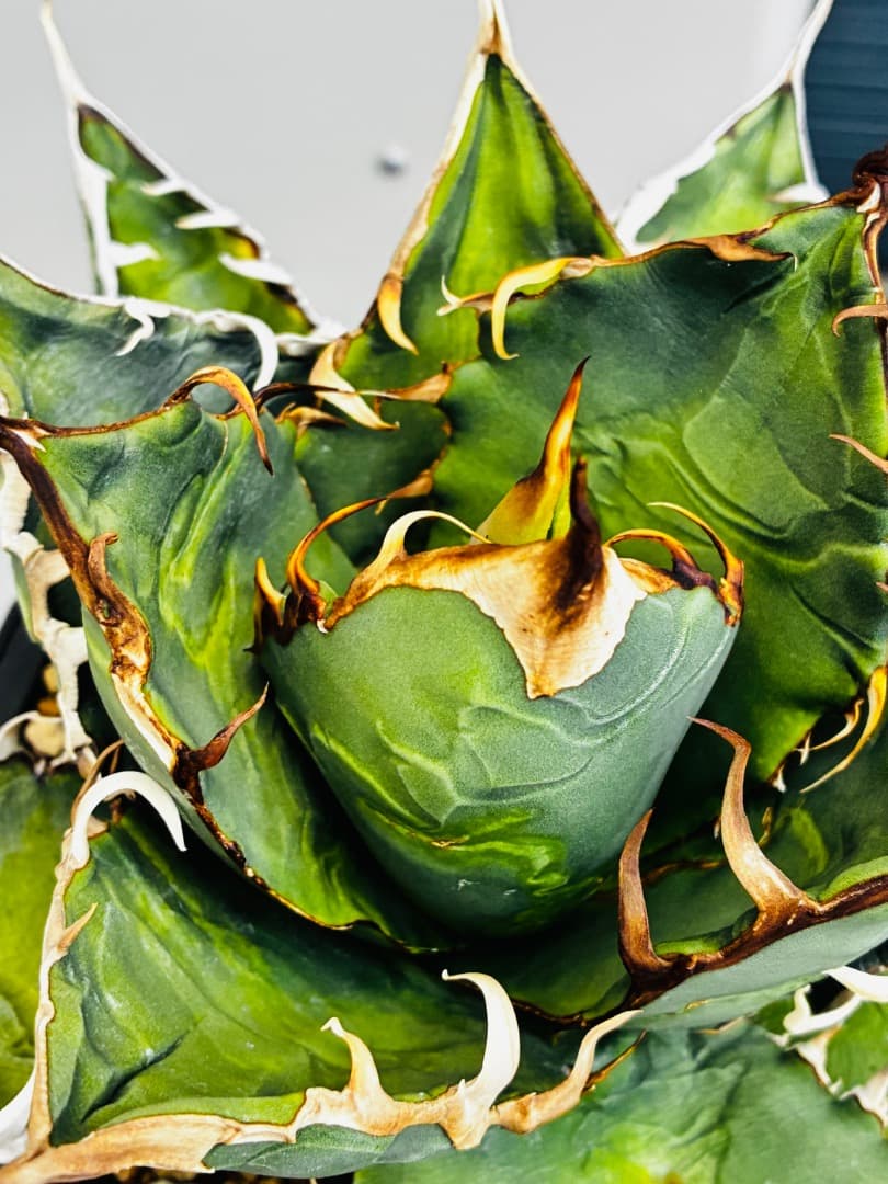 AGAVE A.TITANOTA EU GODZILLA 胴切りの天