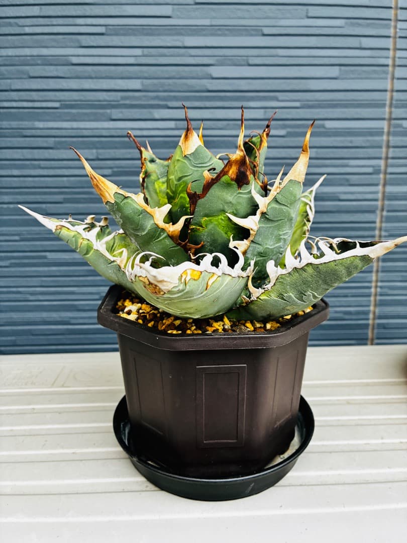 AGAVE A.TITANOTA EU GODZILLA 胴切りの天