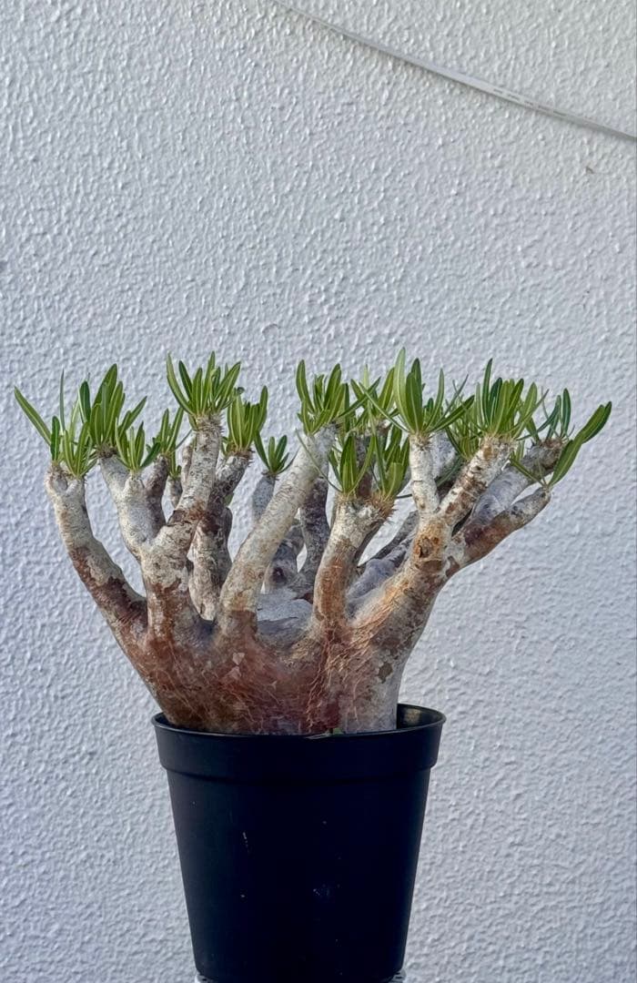 パキポディウム イノピナツム　発根済み　大きめ