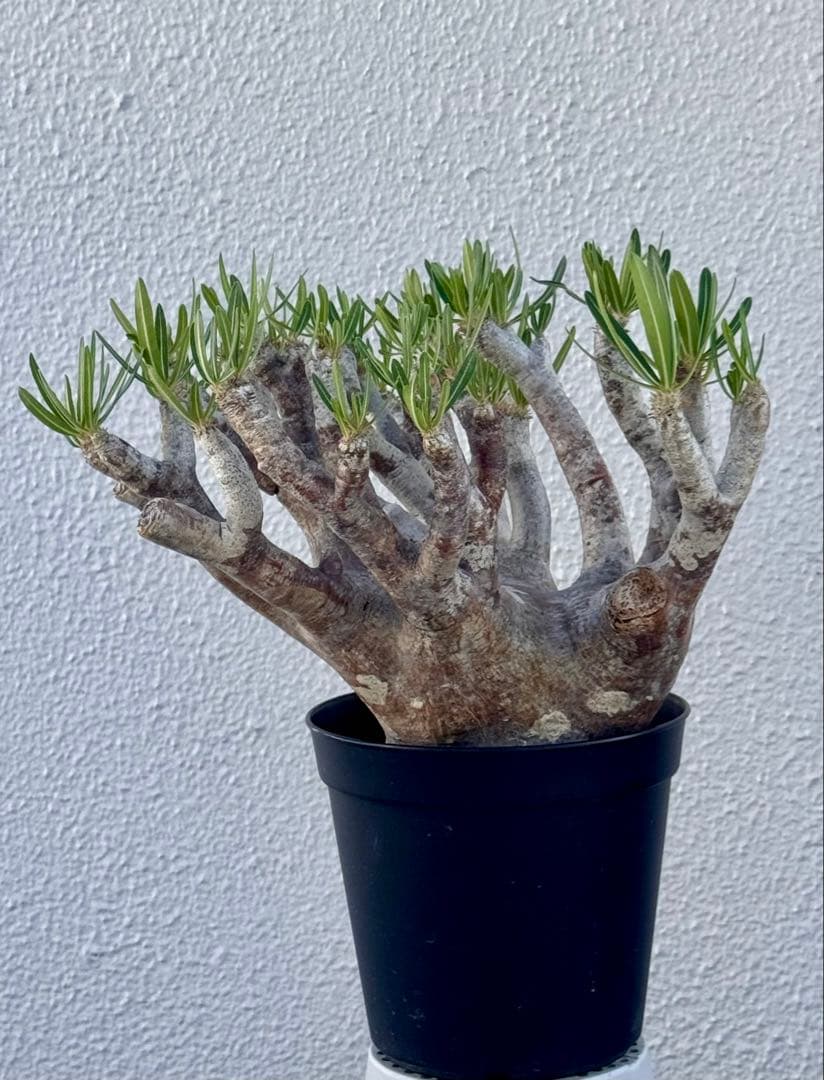 パキポディウム イノピナツム　発根済み　大きめ