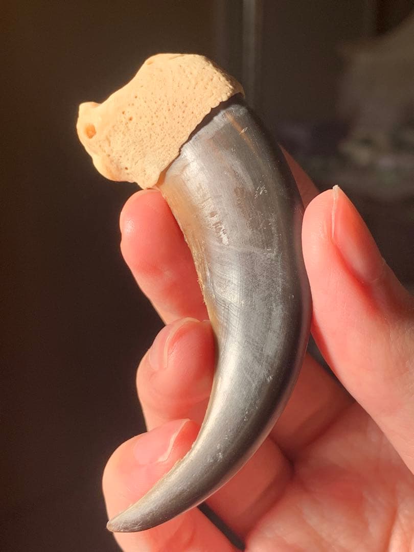 巨大　ヒグマの爪　北海道　アイヌ　根付　骨格標本　お守り　魔除け　開運　金運