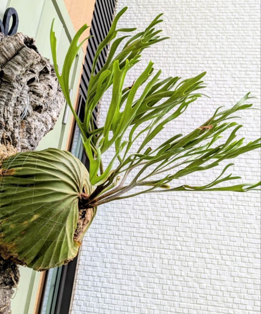 ビカクシダ☆リドレイ ナノ☆P. ridleyi 'Nano'☆胞子培養