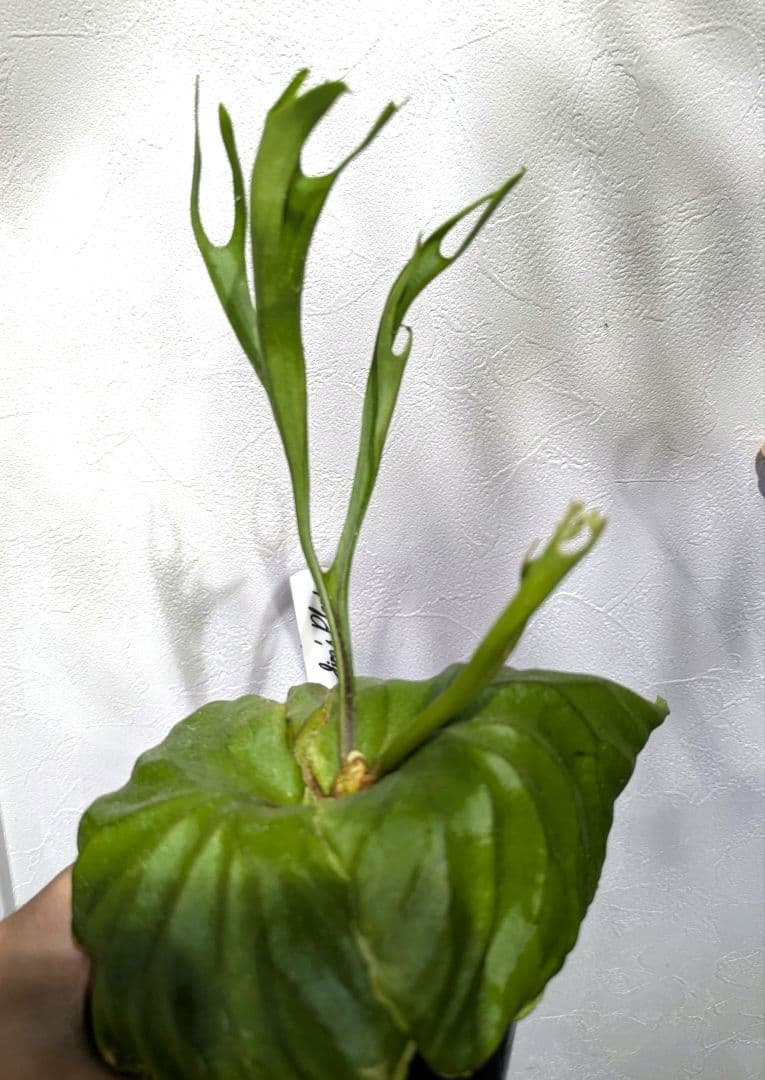 ビカクシダ☆リドレイ ナノ☆P. ridleyi 'Nano'☆胞子培養