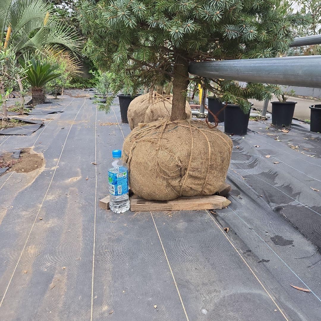 shirou34プンゲンス　トウヒ　スーパーブルー　特大苗木最高等級