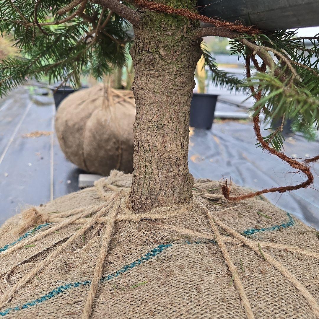 shirou34プンゲンス　トウヒ　スーパーブルー　特大苗木最高等級