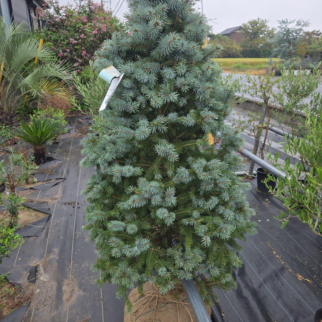 shirou34プンゲンス　トウヒ　スーパーブルー　特大苗木最高等級