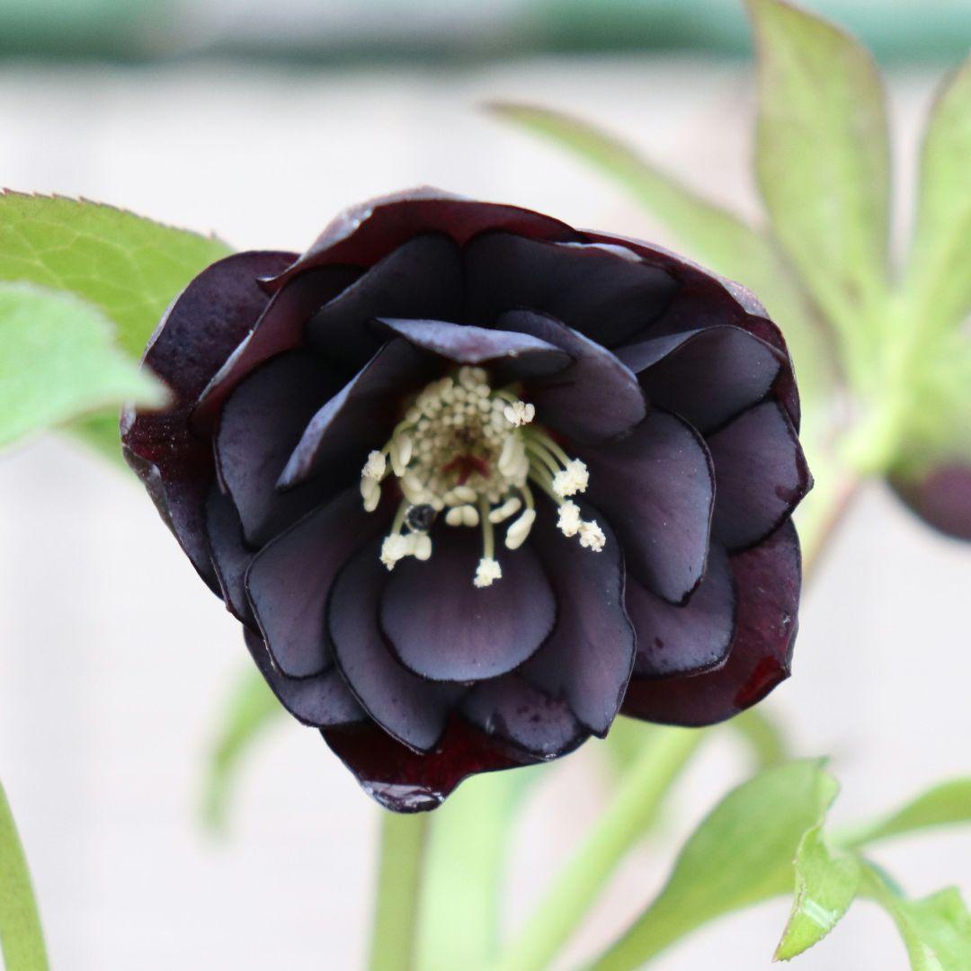 バ*カ様 クリスマスローズ 加藤農園 八咫烏 株分け