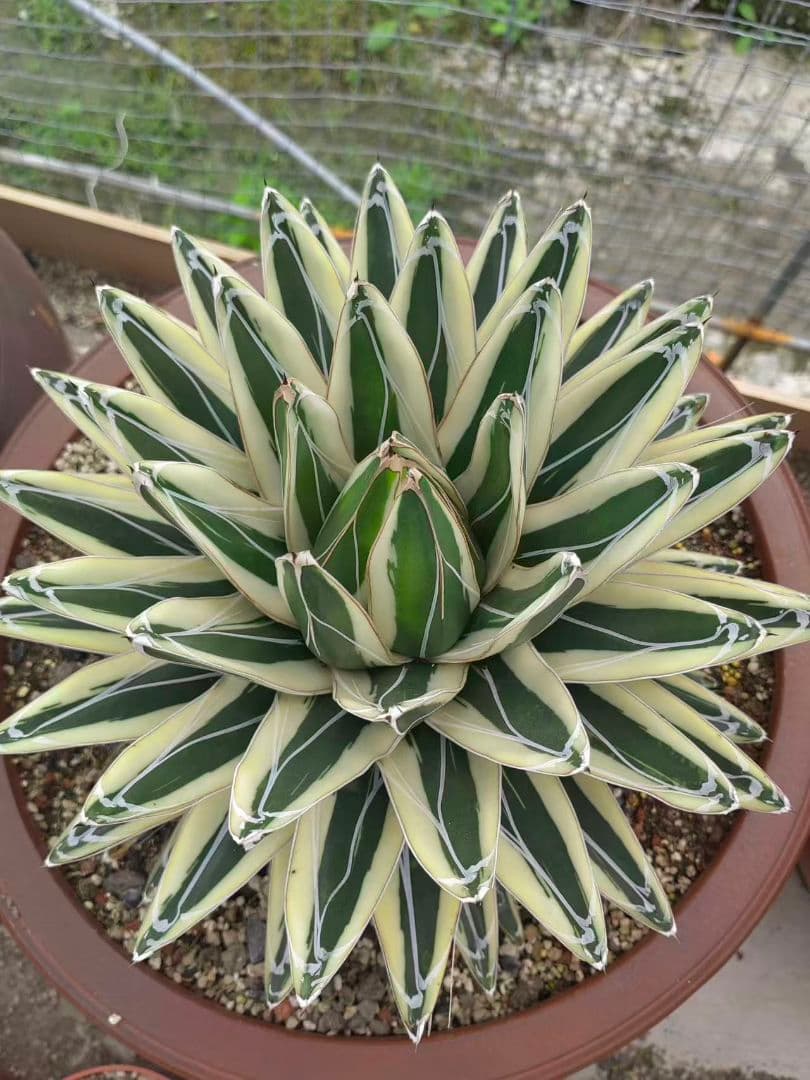 2190アガベ チタノタ 丸叶氷山 子株 10株セット