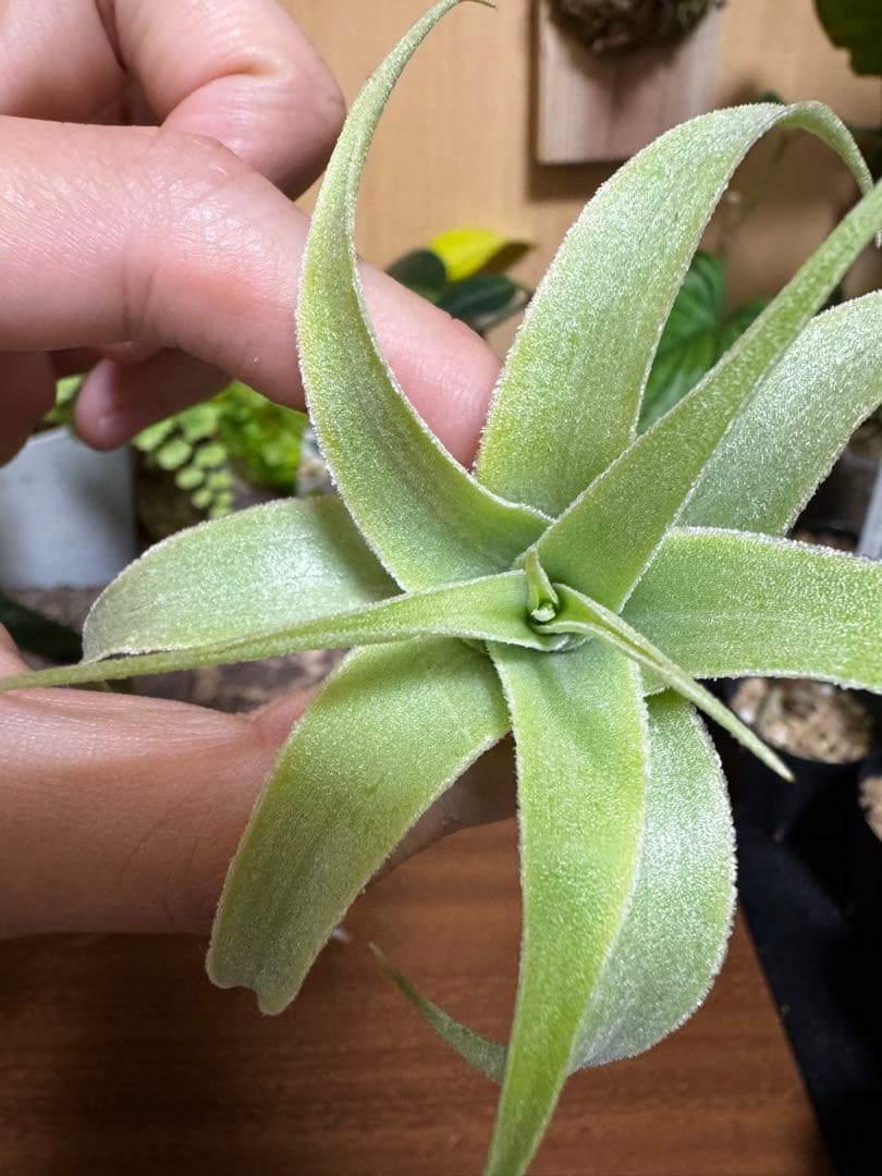 チランジア　カクティコラ　アルバ