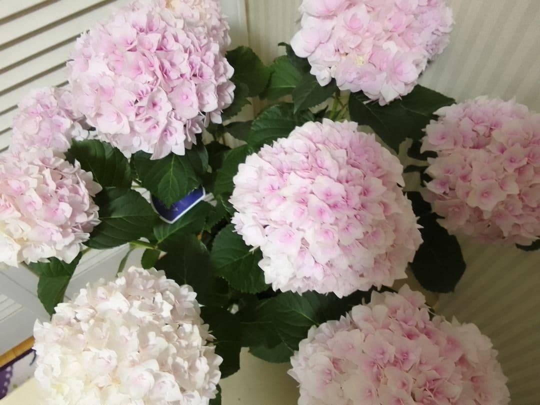 ■新品種■ポージィブーケエリー アジサイ 5号鉢■紫陽花 八重咲 てまり咲き