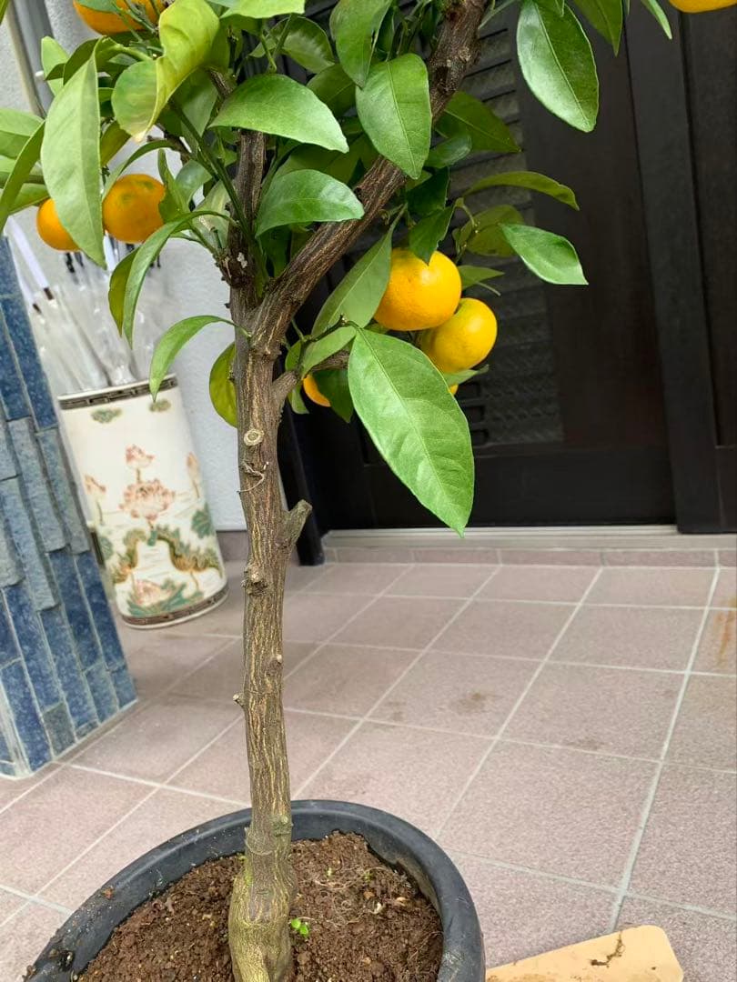 興津 早生蜜柑苗木 果樹 特大株 抜き苗発送