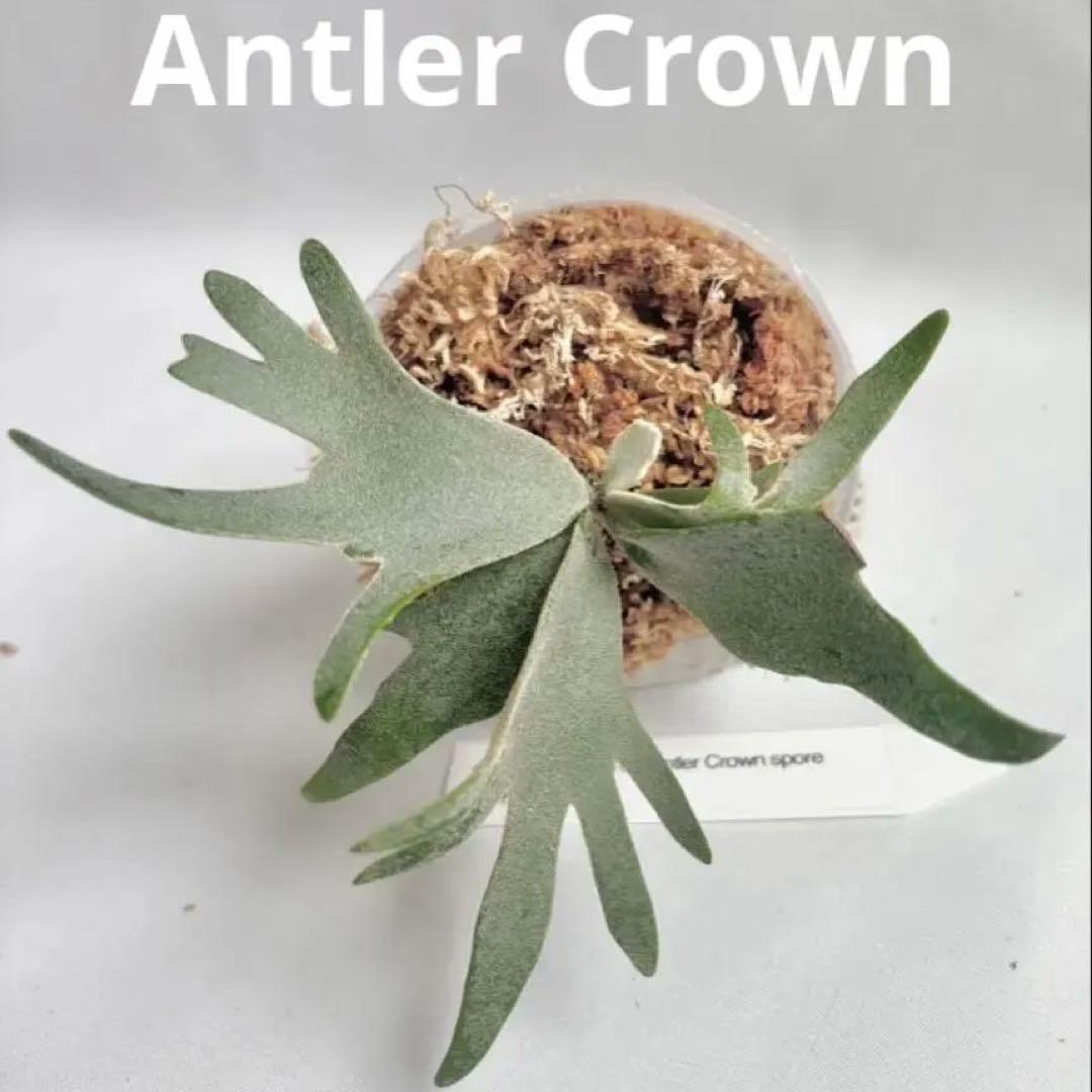 【メルカリ便】P. wilinckii cv. Antler Crown【大株】