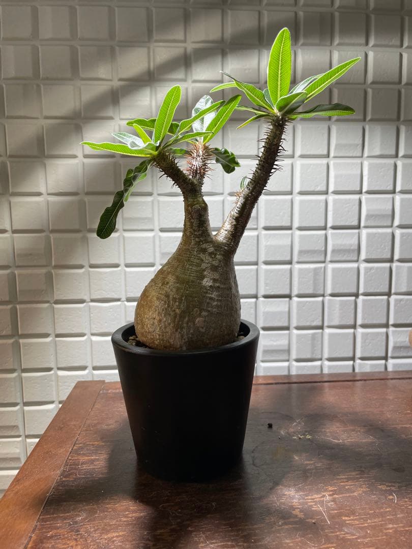 パキポディウム.グラキリス発根済　現地球