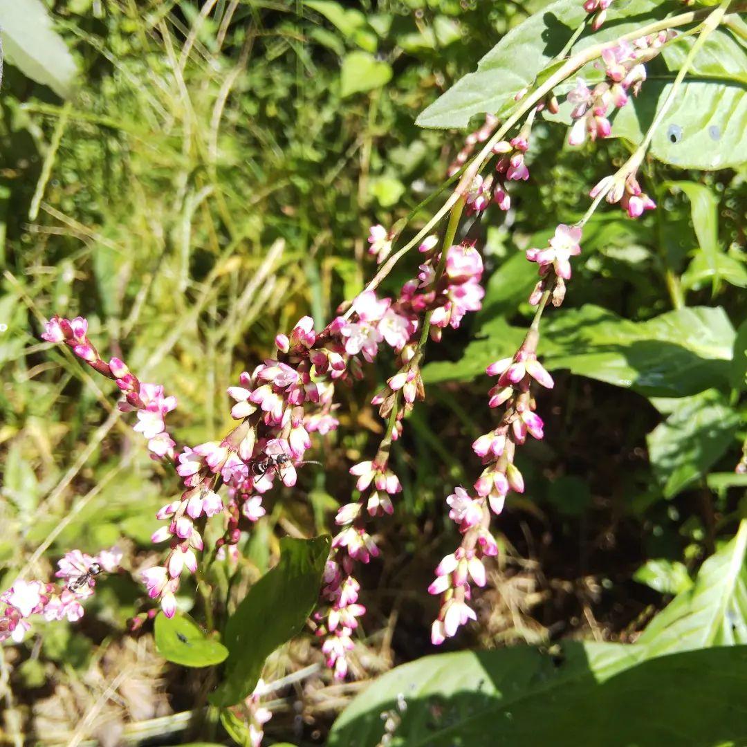 正藍染ヘンプコットン　あいとわエプロン