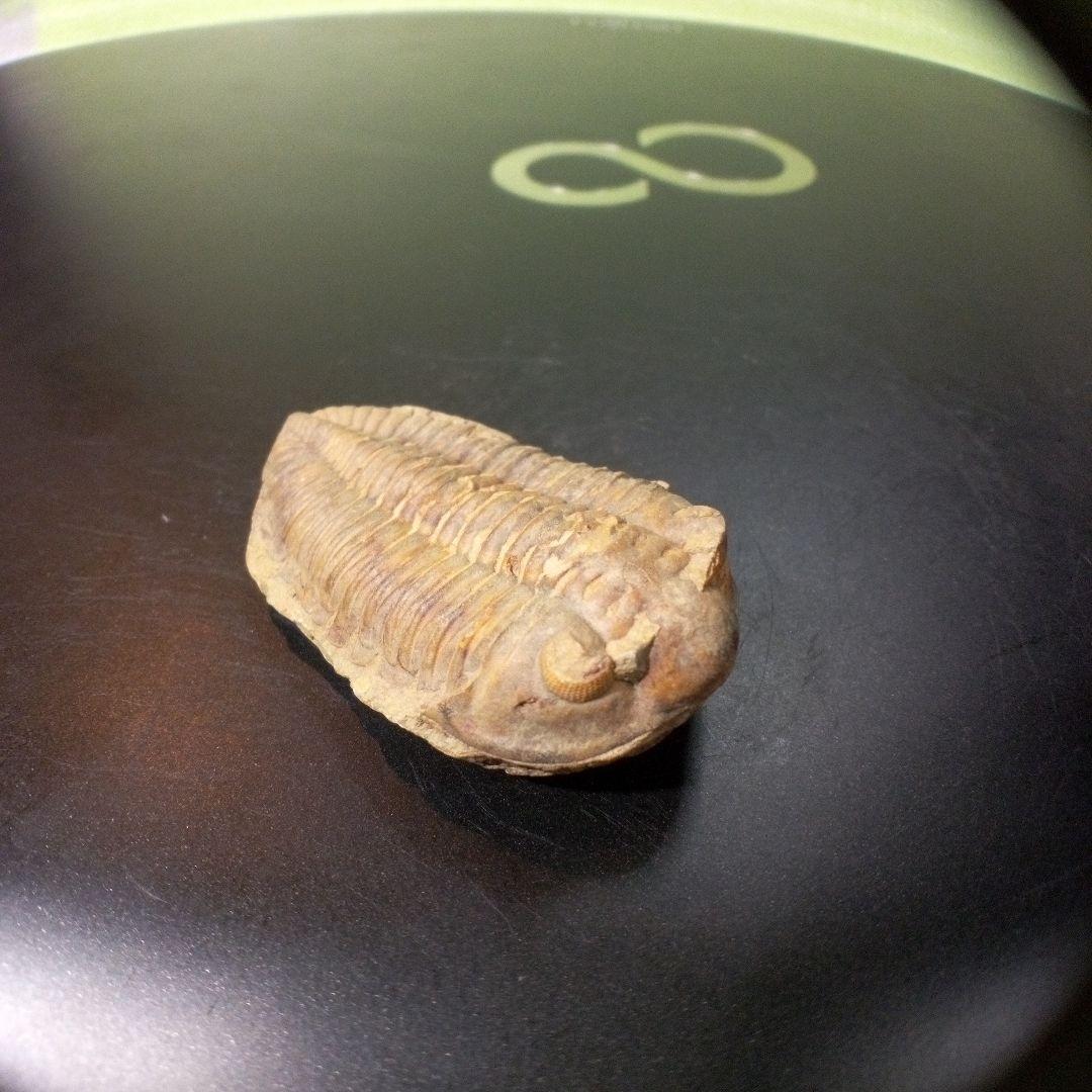 三葉虫　化石　fossil　ボリビア産　トライロバイト　Fossil番号⑦