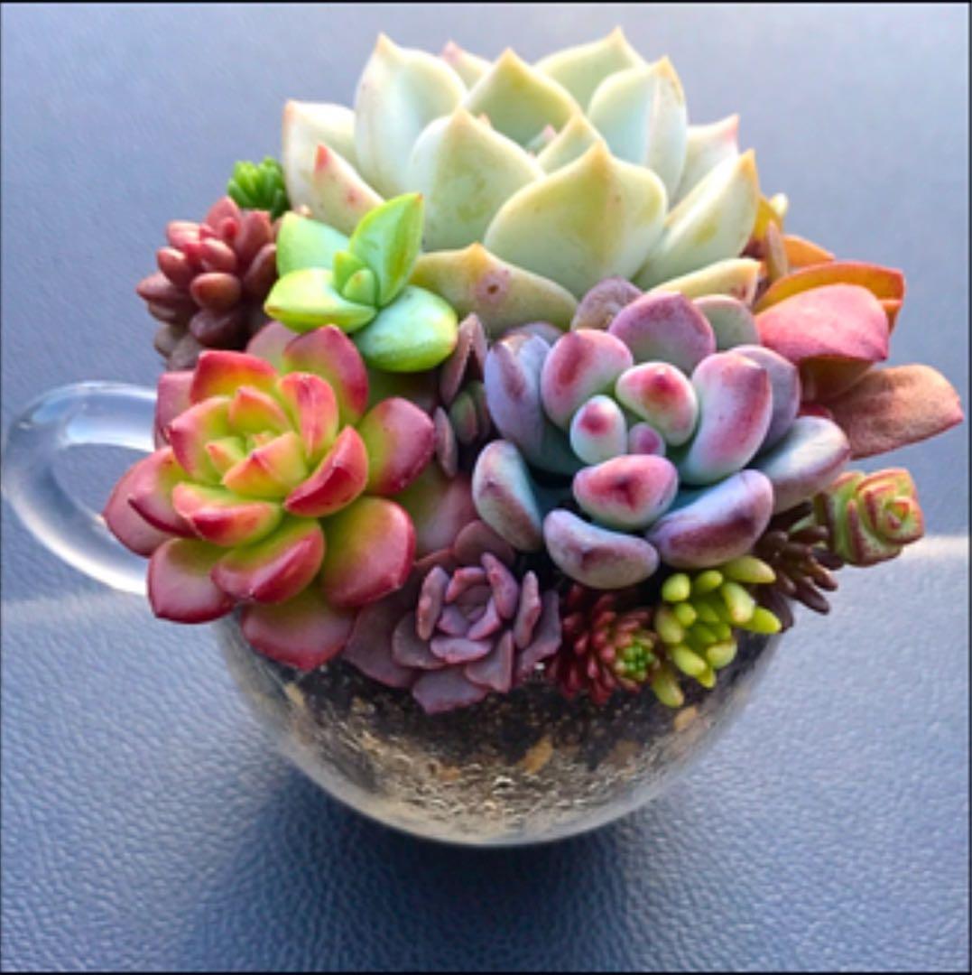 多肉寄せ植え