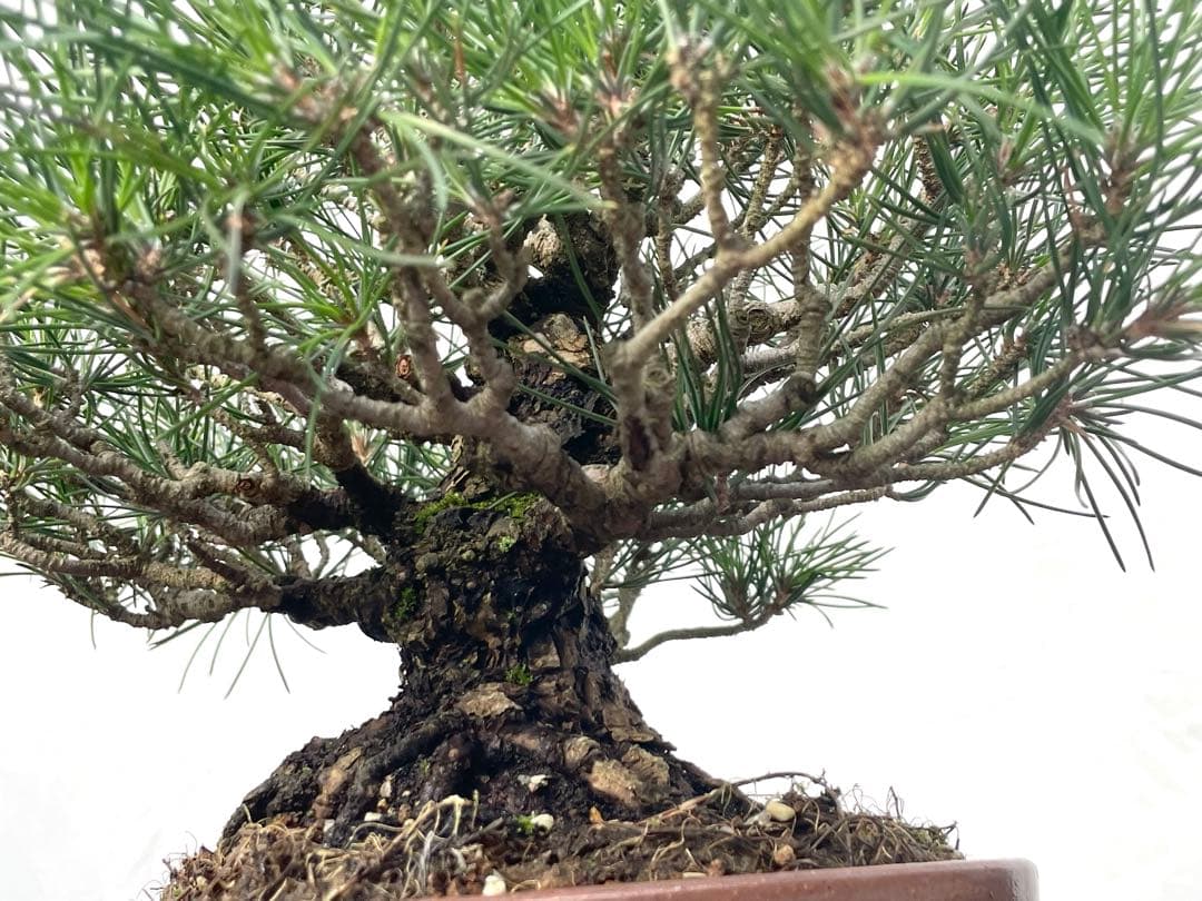 三河盆栽　黒松　古木　盆栽　荒皮　コケ順良い　しっかりした立ち上がり　定番の黒松
