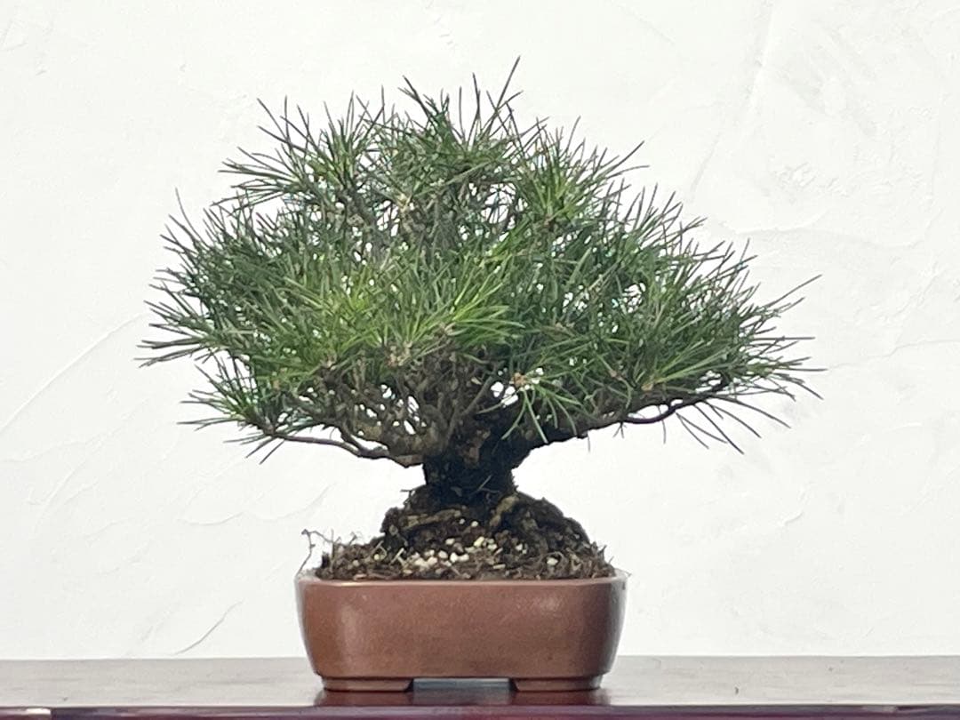 三河盆栽　黒松　古木　盆栽　荒皮　コケ順良い　しっかりした立ち上がり　定番の黒松