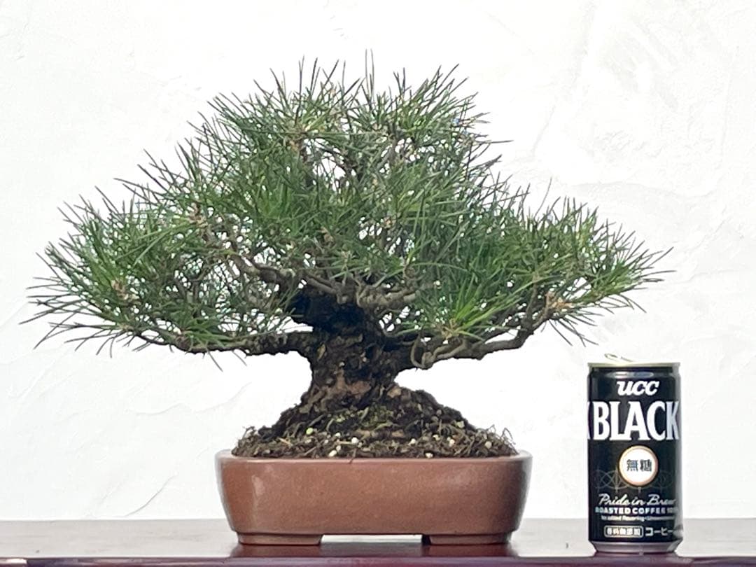 三河盆栽　黒松　古木　盆栽　荒皮　コケ順良い　しっかりした立ち上がり　定番の黒松