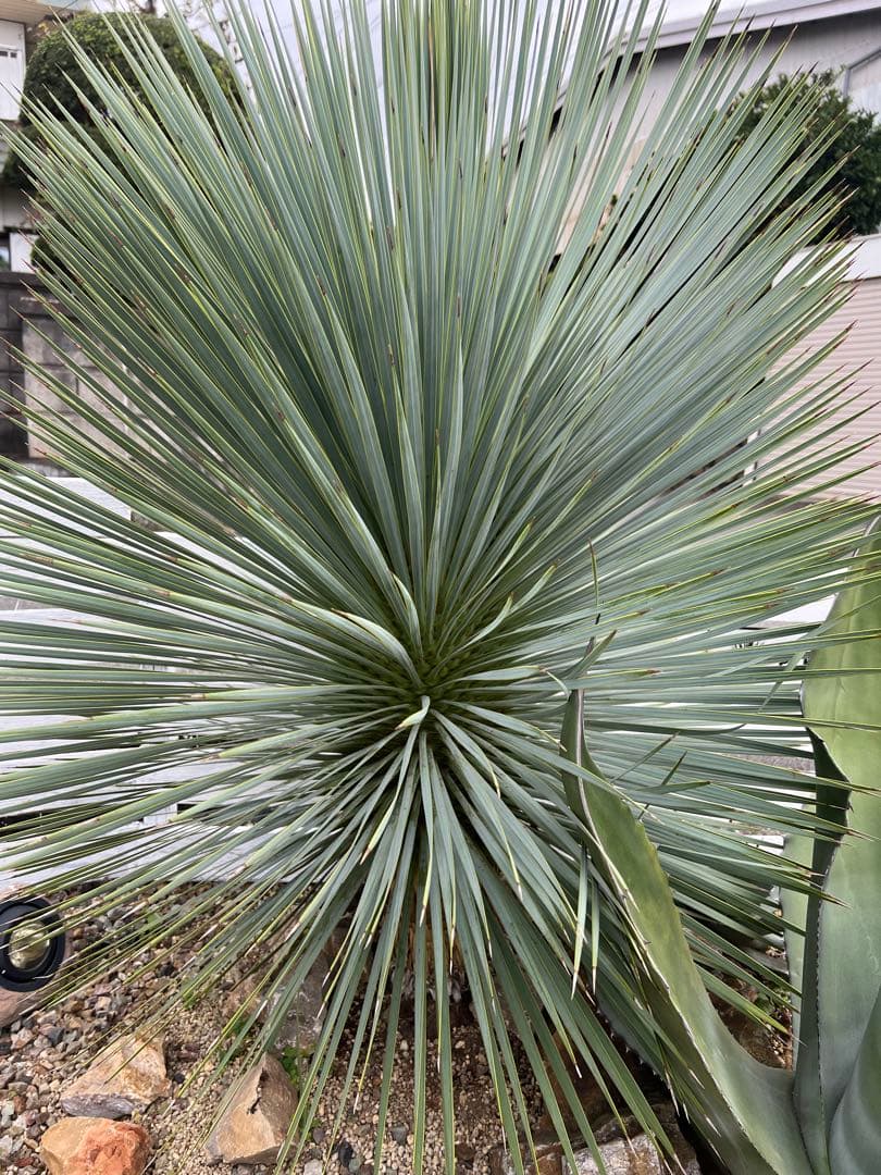 ユッカ ロストラータ