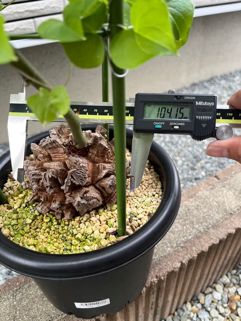 Dioscorea elephantipes アフリカ亀甲竜　実生