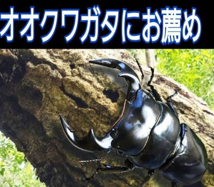極上！ヒマラヤひらたけ菌糸ブロック【5個】初菌のみ使用！国産オオクワ85ミリ実績