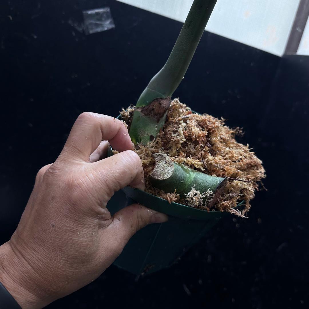 ツ*オ様 モンステラデリシオーサマクロコズム大型葉希少系統鉢植え